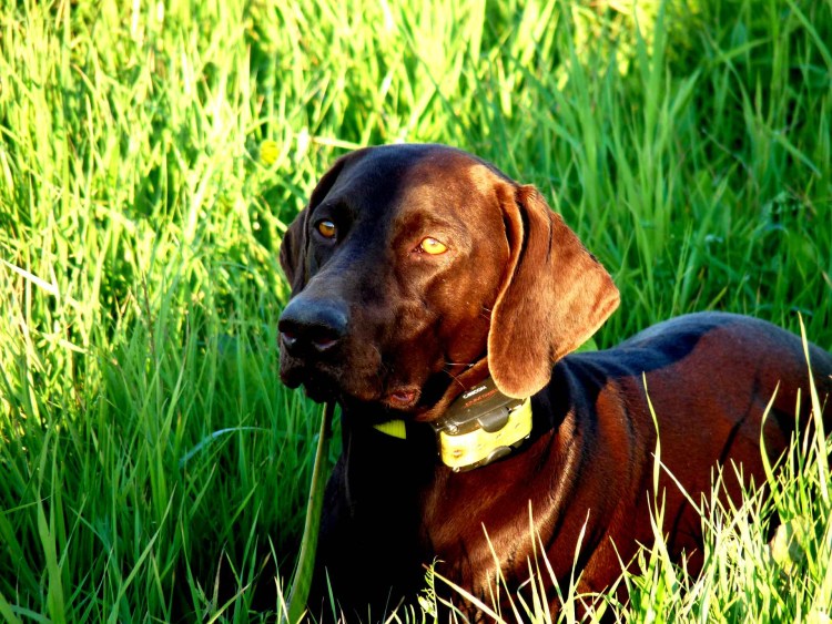 Курцхаар шоколадный