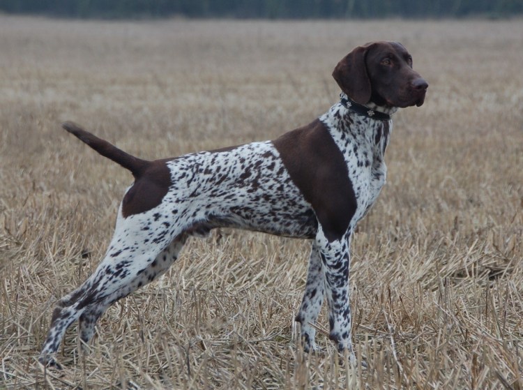 Курцхаар черный с белым