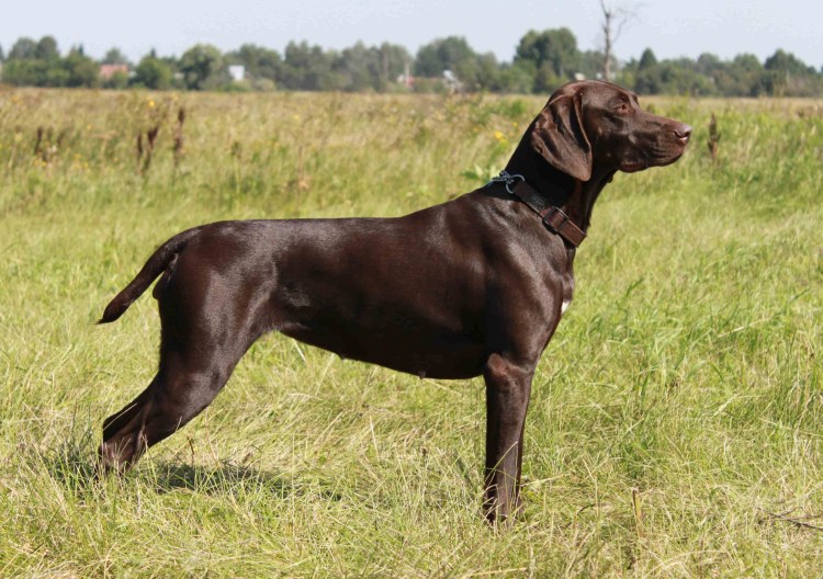 Курцхаар шоколадный