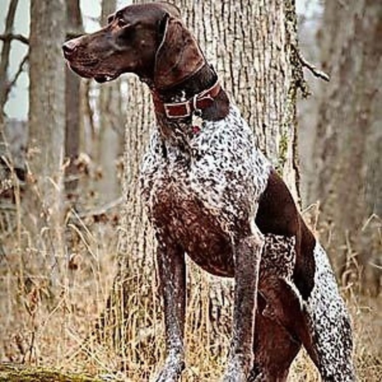 Порода собак хуртс Хард