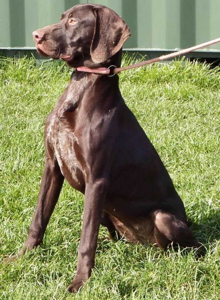 Немецкая короткошерстная легавая Курцхаар