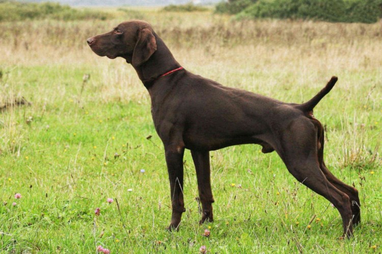 Курцхаар гладкошерстный