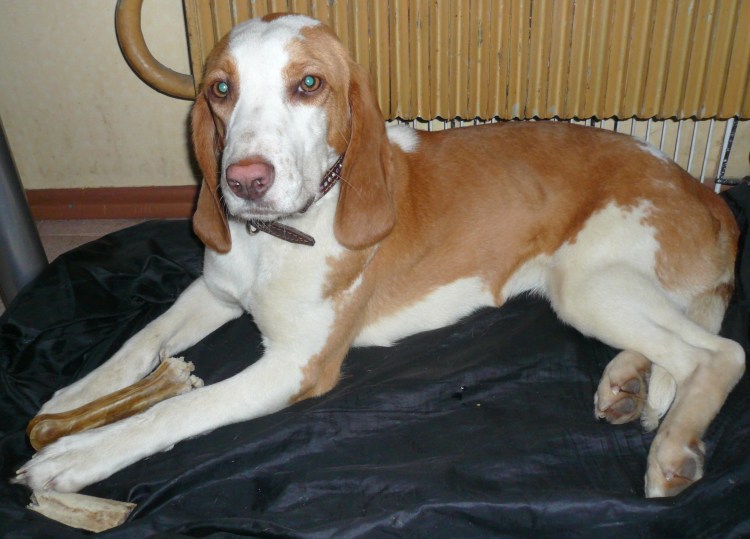 Эстонская гончая бело рыжая