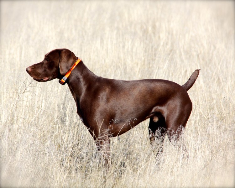 Пойнтер Курцхаар шоколадная