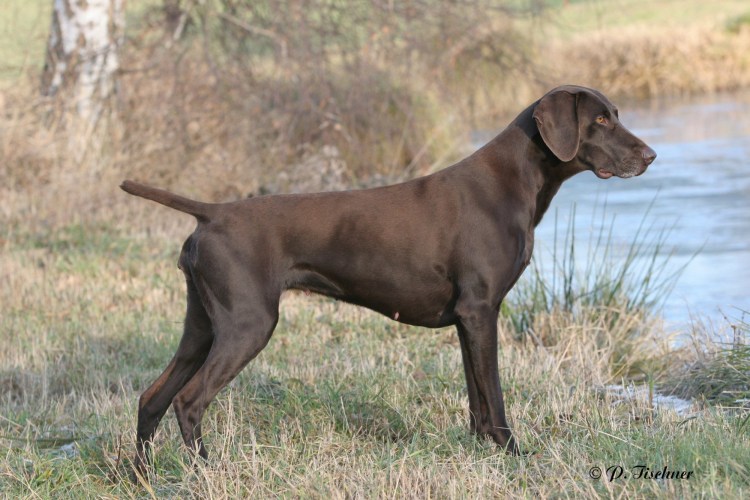 Курцхаар Браун