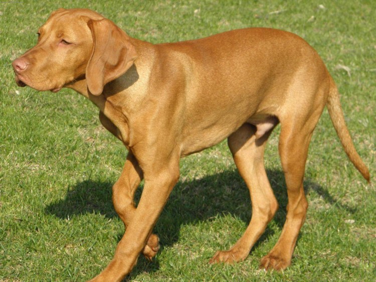 Охотничья выжла венгерская выжла