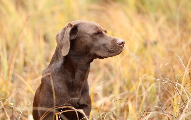 Лабрадор ретривер охотничья порода