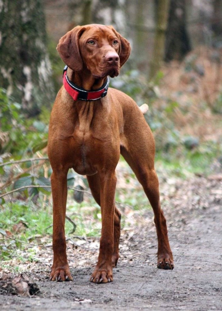 Порода венгерская выжла