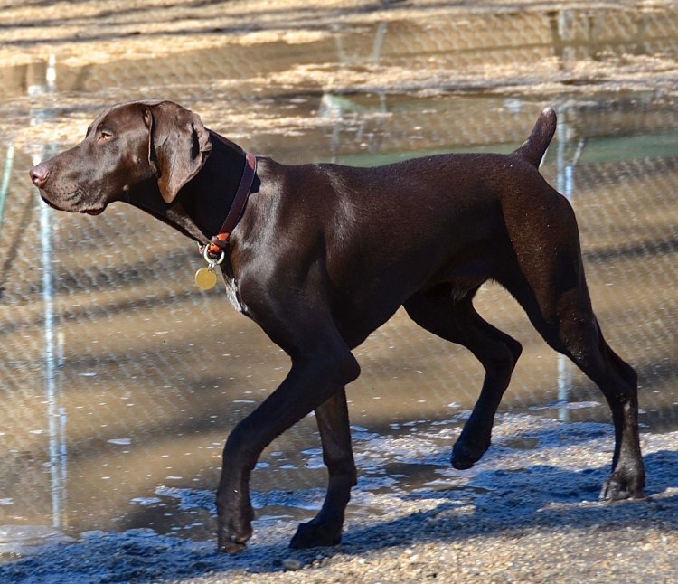 Гончая Курцхаар