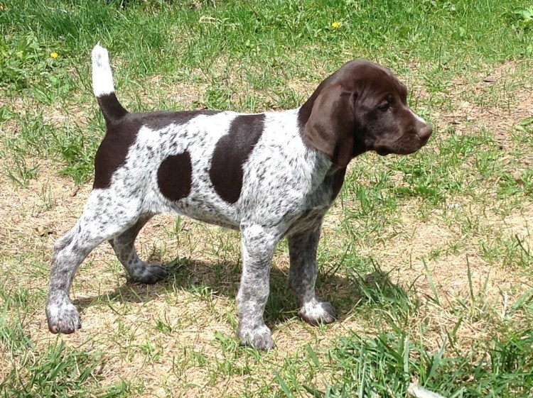 Собака порода Бигль Пойнтер