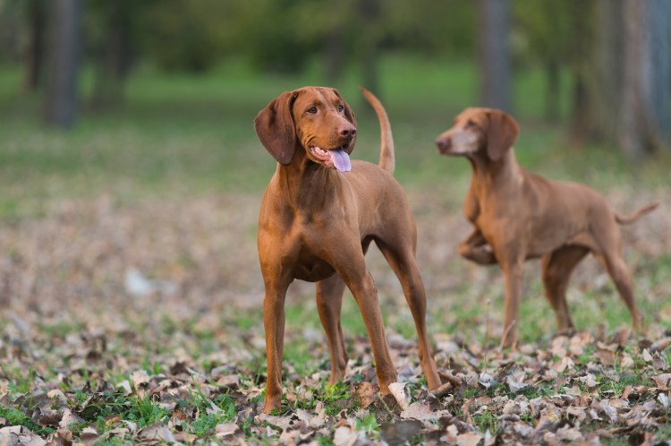 Гончая собака коричневая