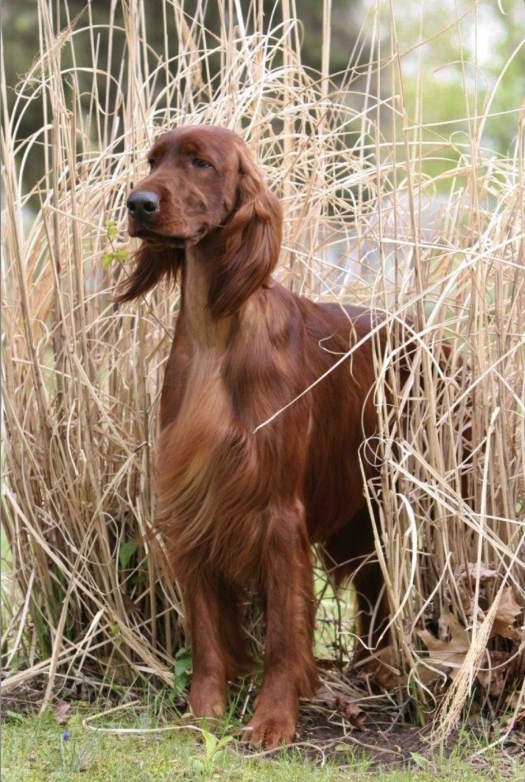 Охотничья собака ирландский сеттер