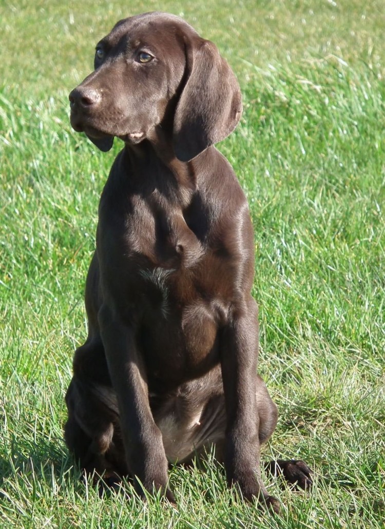 Пойнтер Курцхаар