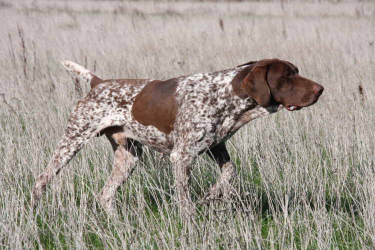 Пойнтер Курцхаар дратхаар