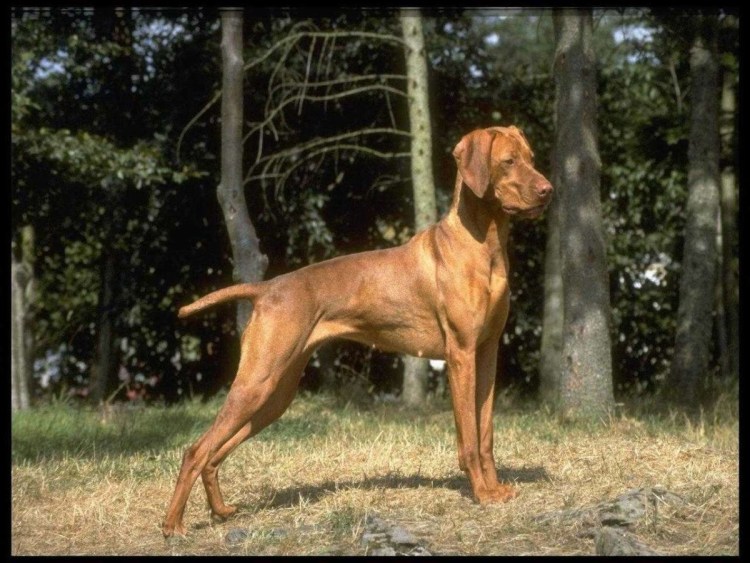 Венгерская выжла рост в холке