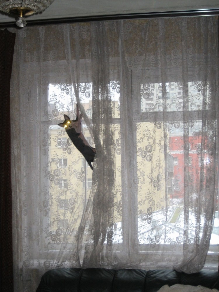 Кот висит на шторах
