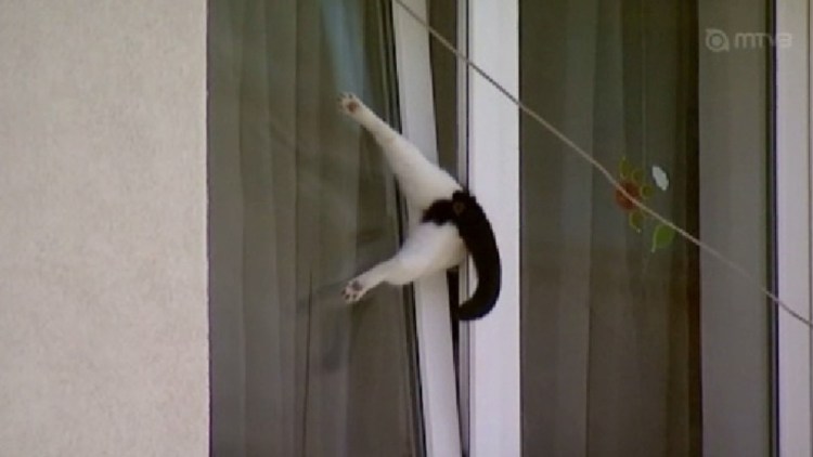 Кот открывает окно