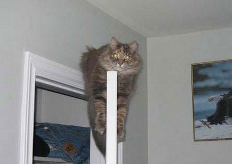 Кошка лезет в шкаф