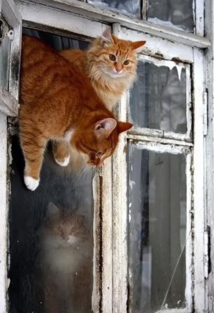 Кошки на окошке