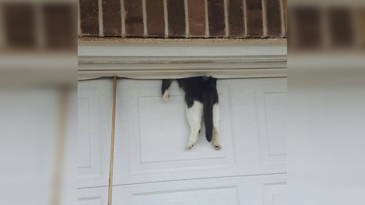 Кот заглядывает в окно