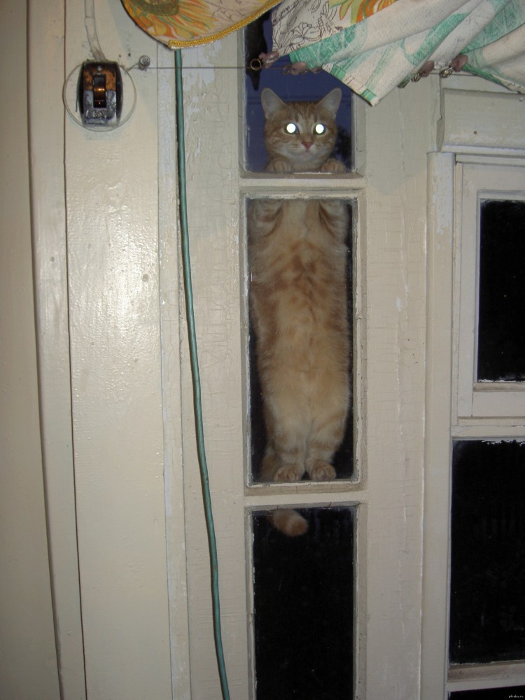 Коты и двери