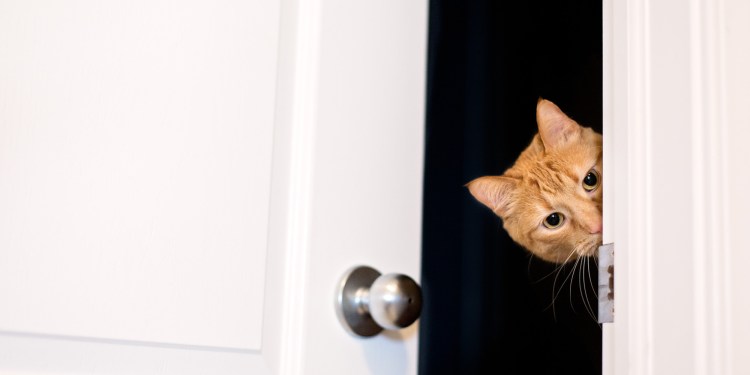 Котик заглядывает в окно