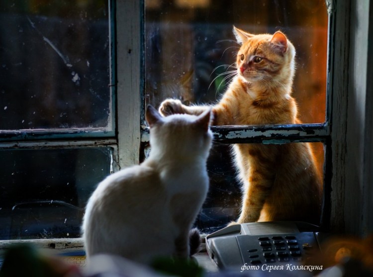 Рыжий котенок у окна