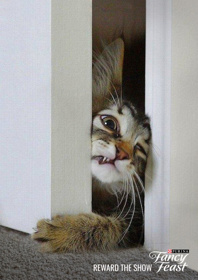 Кот лезет по стене