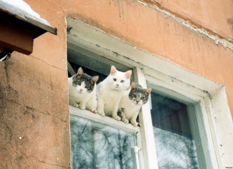 Кот вверх ногами