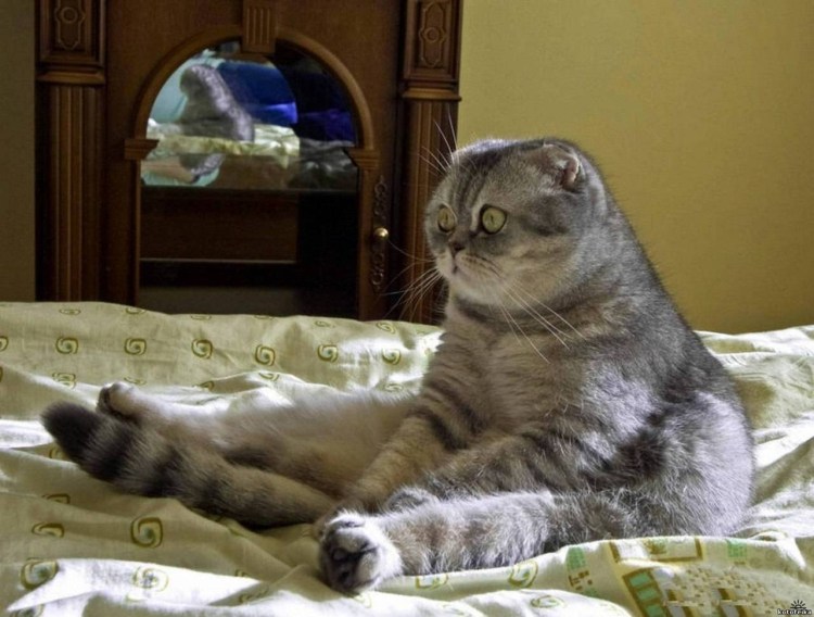 Юмор про котов