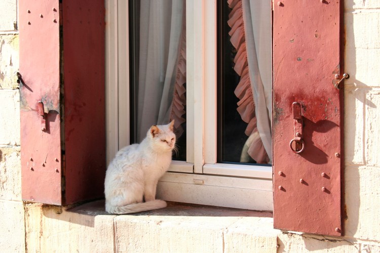 Сидит кошка на окошке