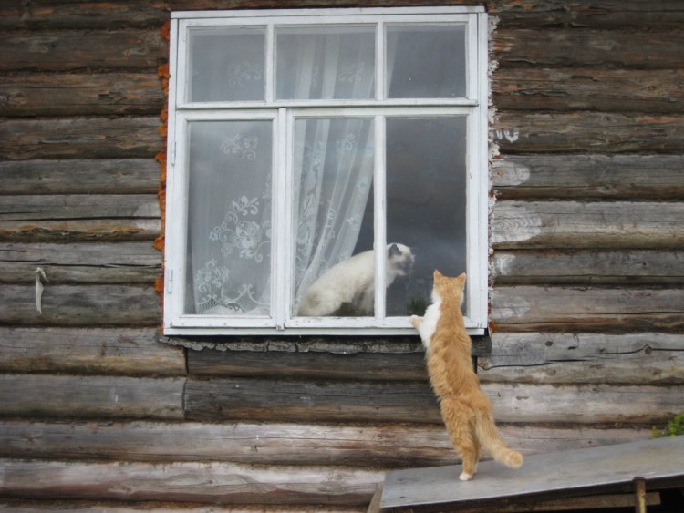 Кот залез в форточку