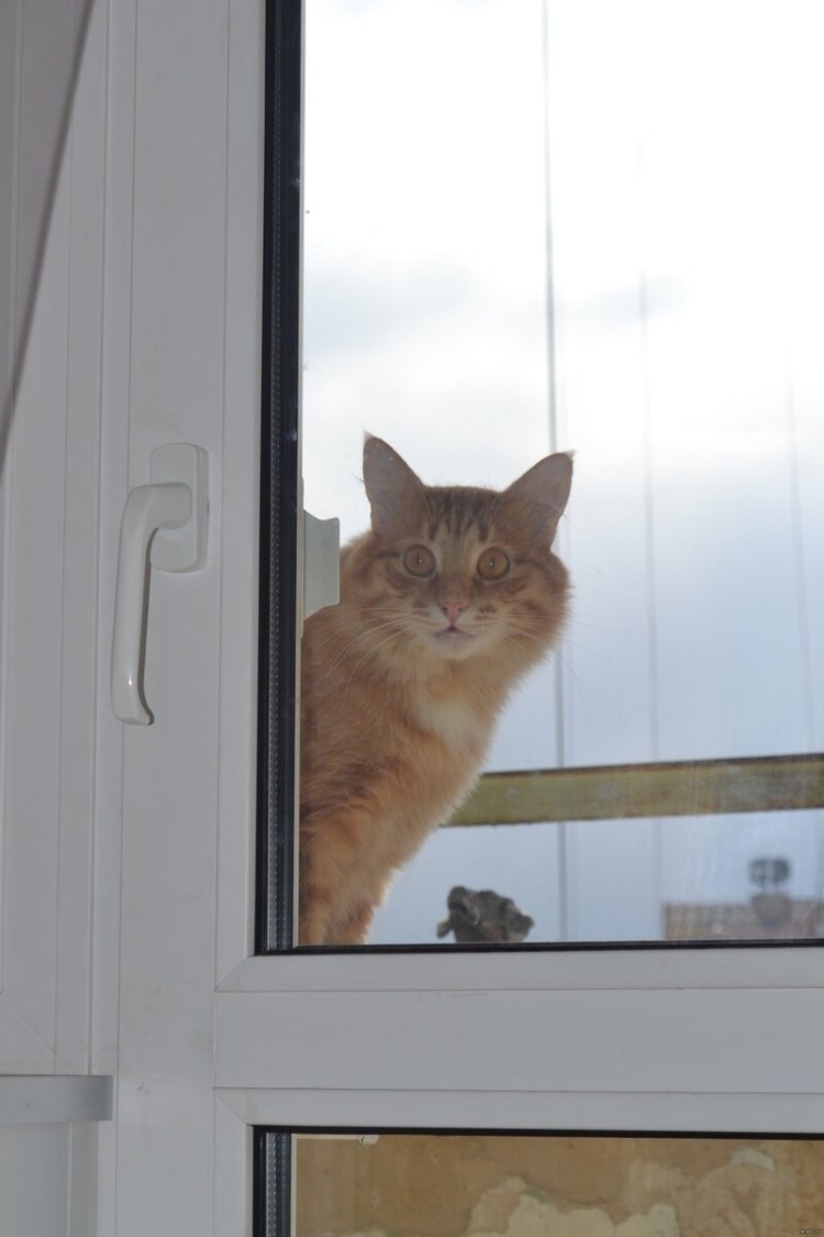 Кот стучится в окно