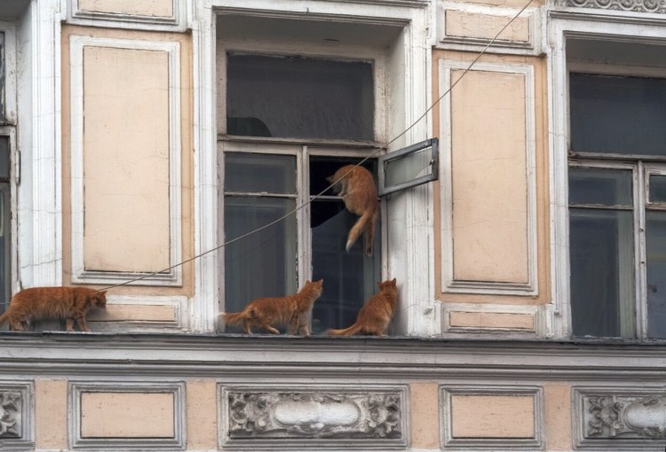 Кот лезет в форточку