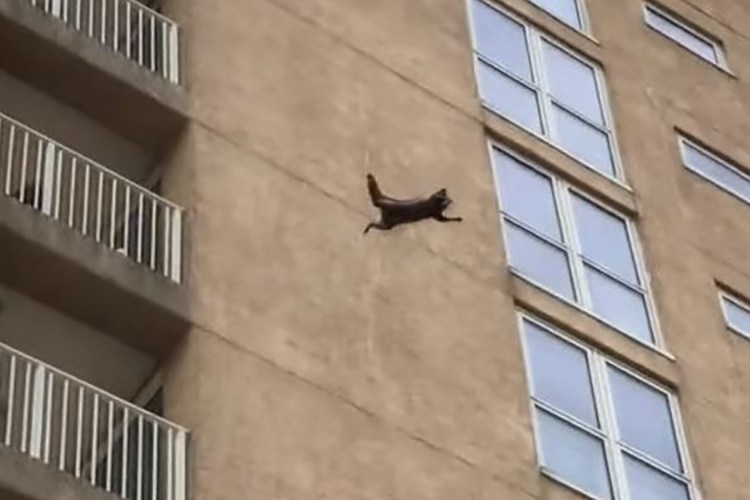 Кот выглядывает