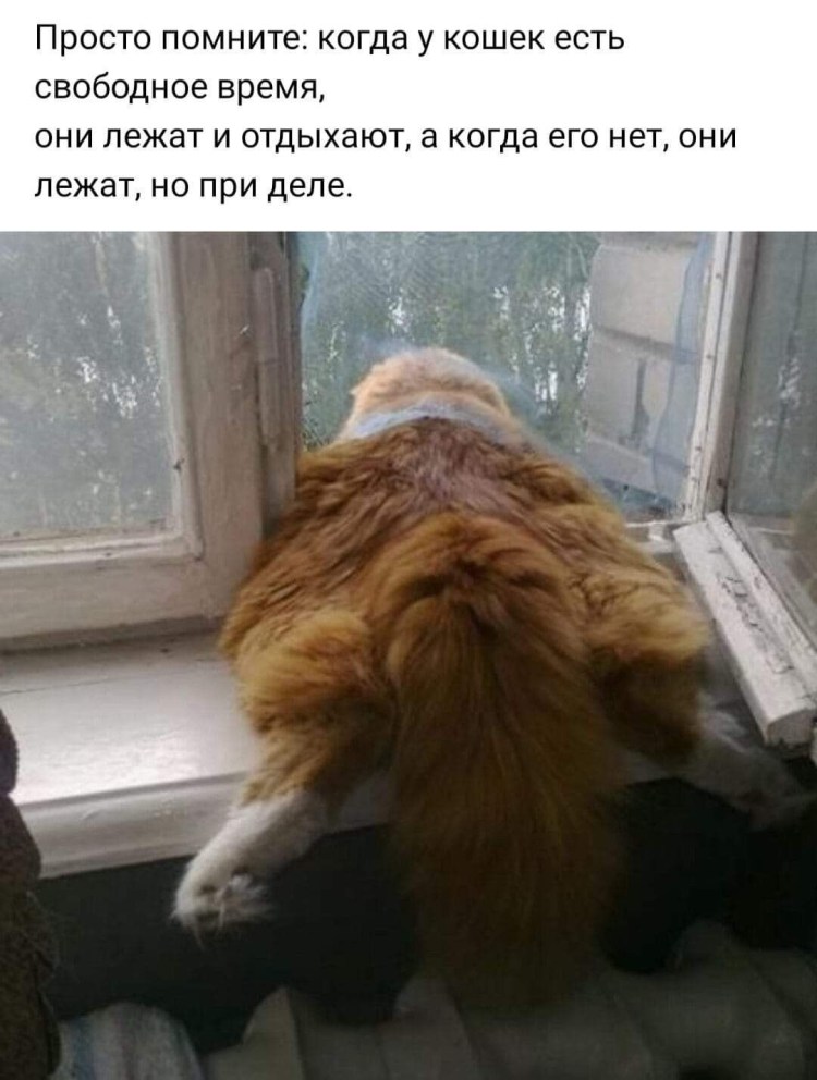 Толстый рыжий кот на подоконнике