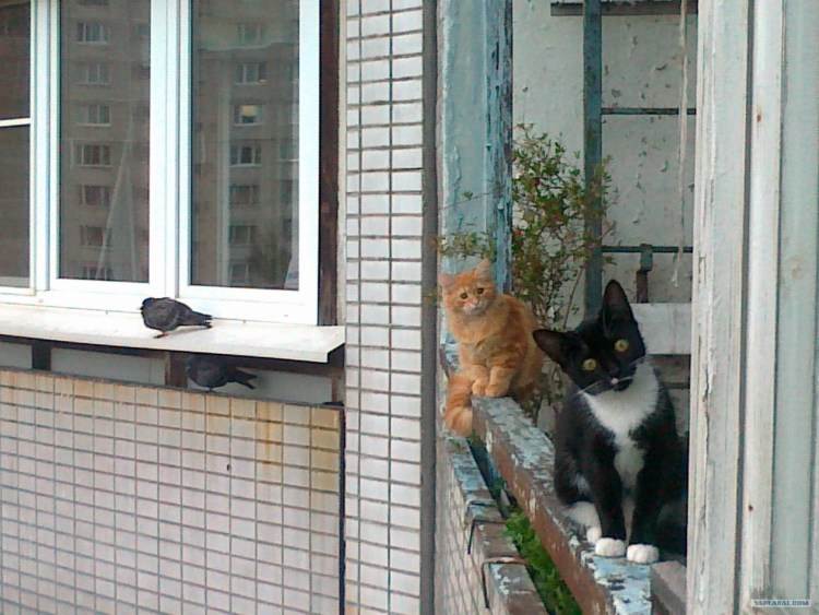 Кот заглядывает в окно