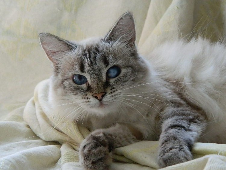 Невская маскарадная кошка помесь