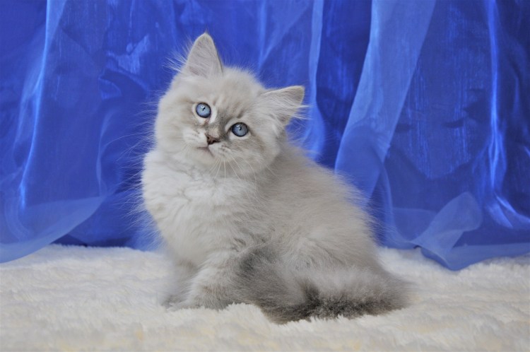 Невская маскарадная помесь