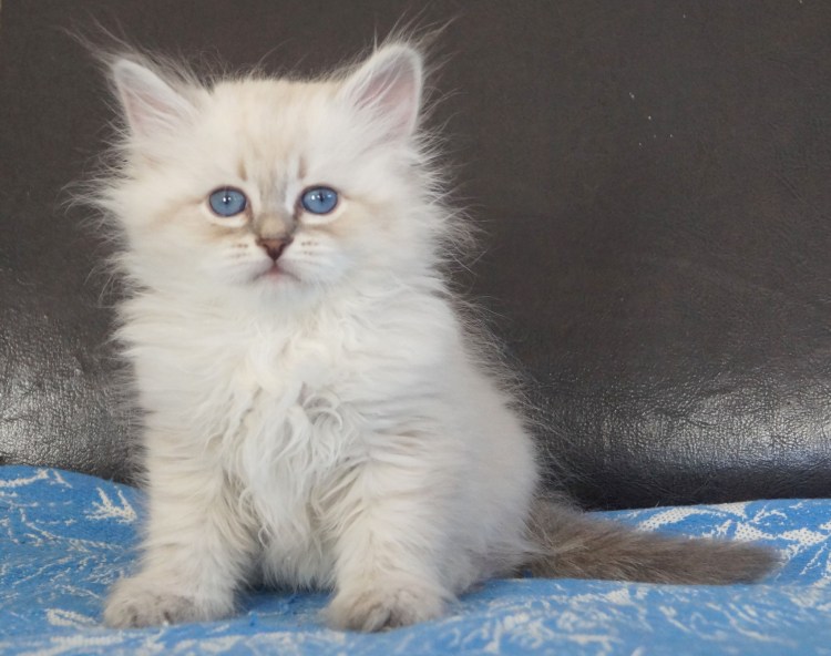 Кот метис Невская маскарадная