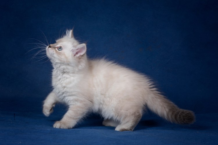 Невский маскарадный кот гладкошерстный