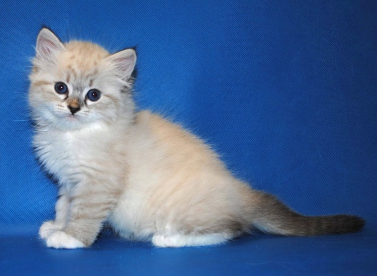 Невский маскарадный вислоухий кот