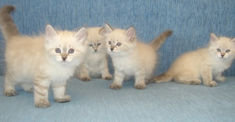 Метисы Невская маскарадная Сибирская кошка