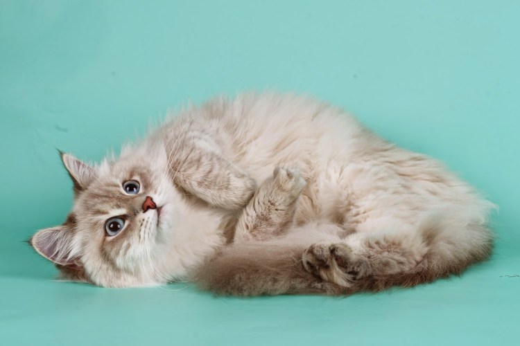 Невская маскарадная кошка метис