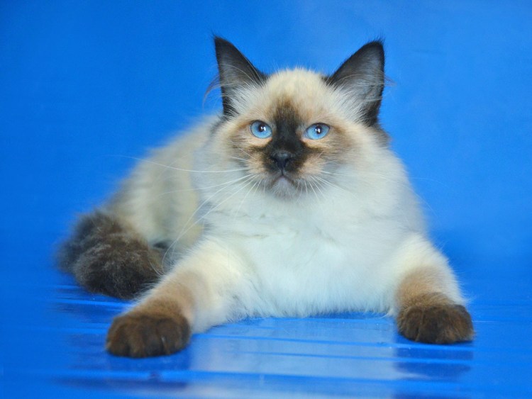 Невская маскарадная кошка