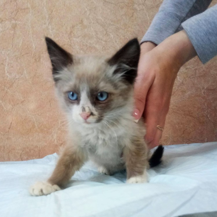 Метис тайской и Невской маскарадной