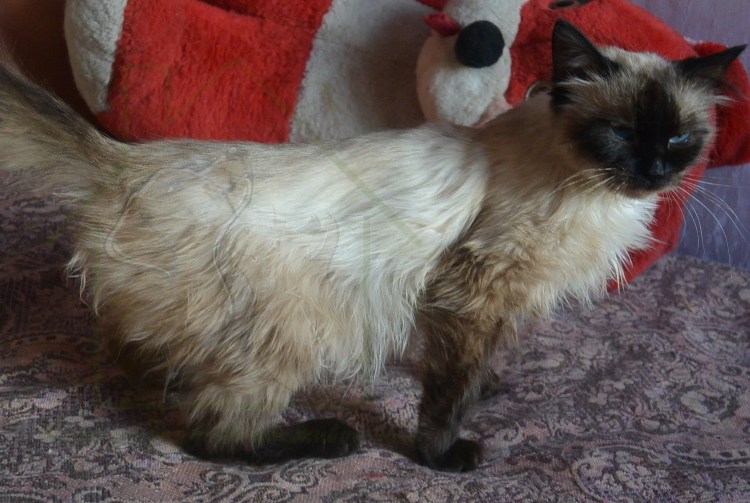 Невская маскарадная помесь с сиамской