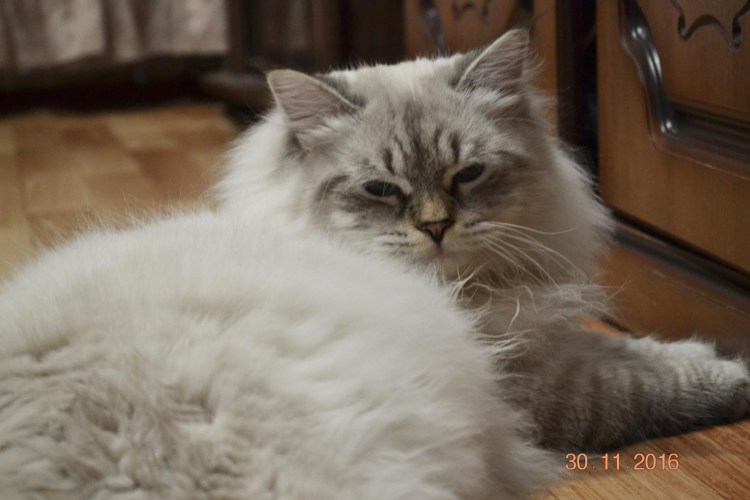 Сибирская Невская маскарадная