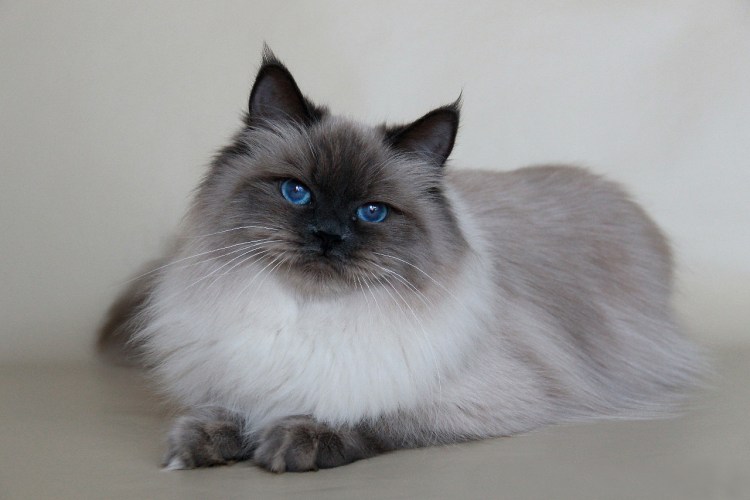 Ch Hedda Sibirskaya Rapsodiya*ru sib FS 09