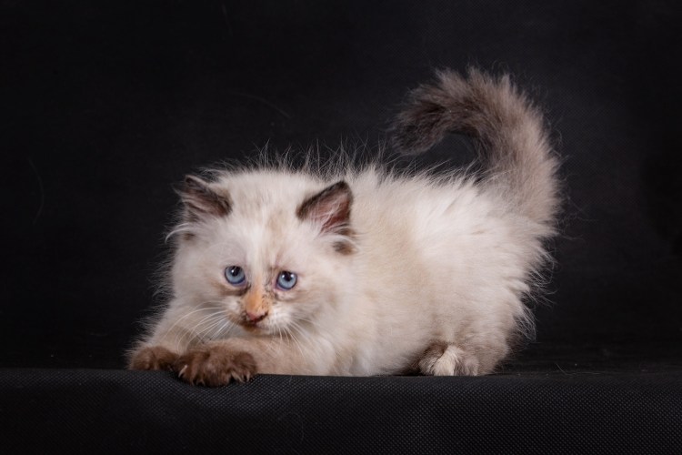 Фото котенка Невской маскарадной 1: 1 Эстетика